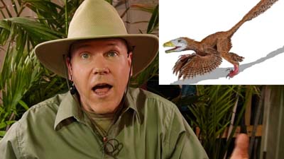 neil dandy with a more biologically-accurate drawing of how a velociraptor likely appeared in real life